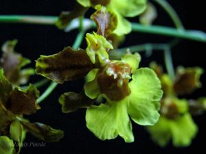Oncidium dichromaticum