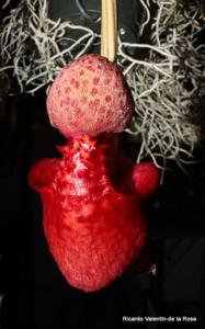 Coryanthes macrantha