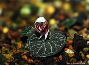Corybas ecarinatus