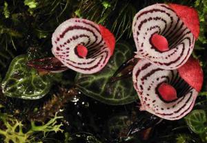 Corybas himalaicus