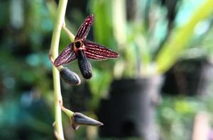 Bulbophyllum nigrescens