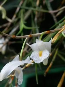 Dendrobium flexile