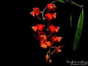Oncidium noezlianum