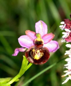 Ophrys sphegodes subsp. aveyronensis