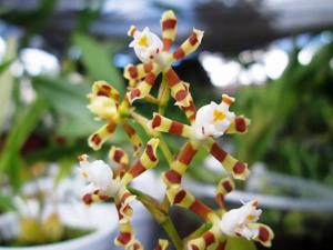 Oncidium tigroides