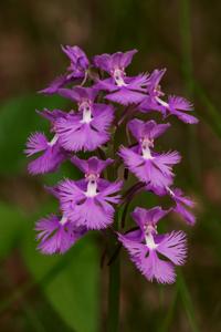 Platanthera grandiflora