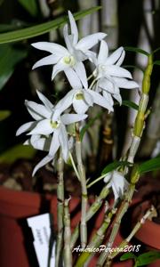 Dendrobium moniliforme