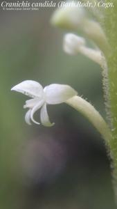 Cranichis candida
