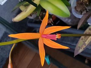 Cattleya sanguiloba