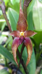Bulbophyllum vanvuurenii