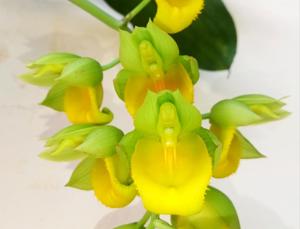 Catasetum vinaceum