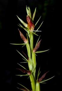 Cryptostylis javanica