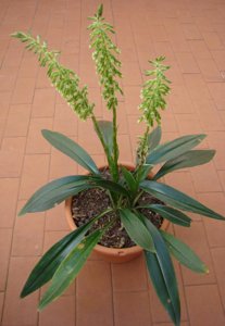 Cyclopogon congestus