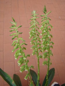 Cyclopogon congestus