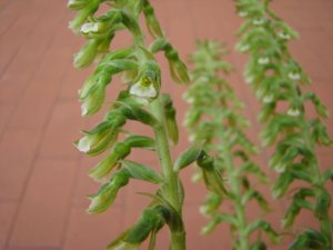 Cyclopogon congestus