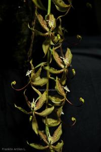 Cycnoches maculatum