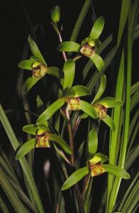 Cymbidium cyperifolium