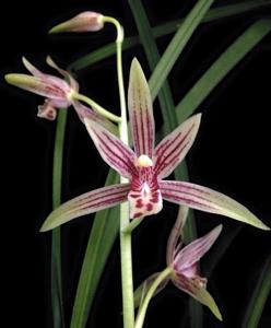 Cymbidium ensifolium