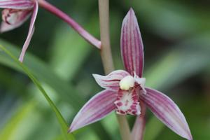Cymbidium ensifolium