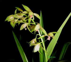 Cymbidium ensifolium