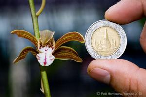 Cymbidium erythraeum