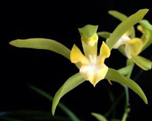 Cymbidium erythraeum var. flavum