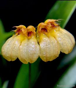 Bulbophyllum corolliferum