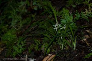 Cymbidium munronianum