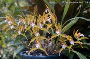 Cymbidium tigrinum