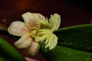 Dendrobium plicatile