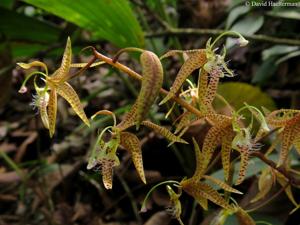 Polycycnis muscifera