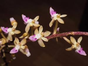 Cleisostoma arietinum