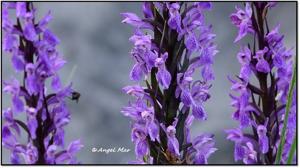 Dactylorhiza elata