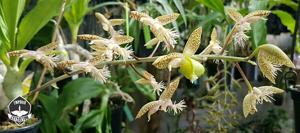 Catasetum gladiatorium