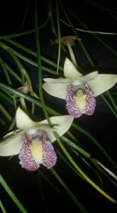 Dendrobium junceum