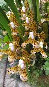 Bulbophyllum incisilabrum