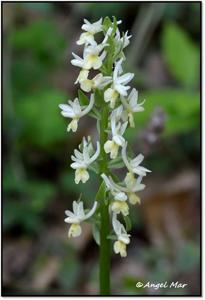 Dactylorhiza romana