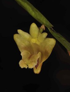 Dendrobium anceps