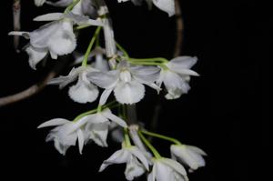 Dendrobium aphyllum
