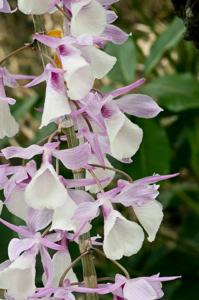 Dendrobium aphyllum