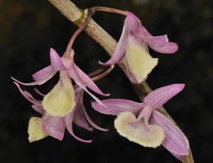 Dendrobium aphyllum
