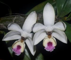 Dendrobium balzerianum