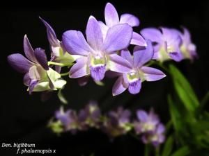 Dendrobium bigibbum f. phalaenopsis
