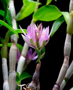 Dendrobium bracteosum