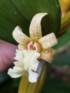 Dendrobium plicatile