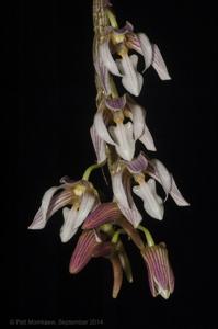 Dendrobium chameleon