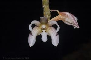 Dendrobium chameleon