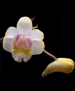 Dendrobium chittimae
