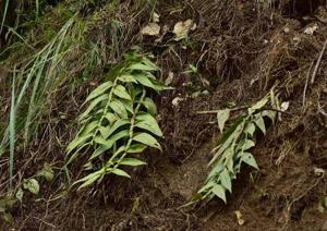 Dendrobium chrysanthum