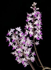 Seidenfadenia mitrata